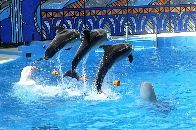 Сочинский дельфинарий