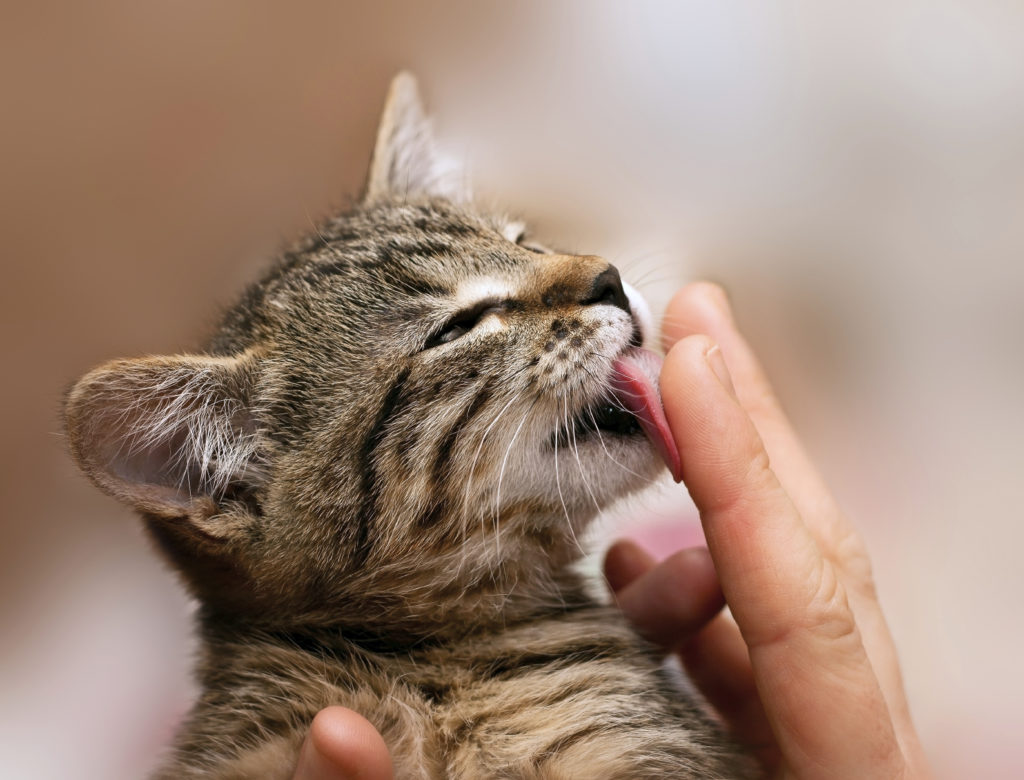 7 любопытных фактов о взаимоотношениях человека и кошки.