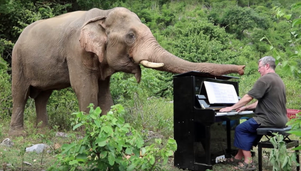 Искусство для зверей: могут ли животные воспринимать музыку?