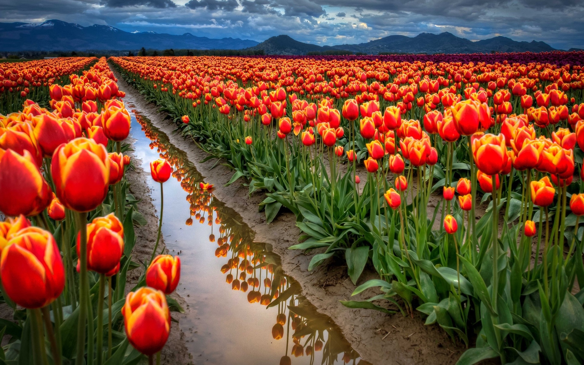 Предвестники весны: топ-10 самых необычных фактов о тюльпанах