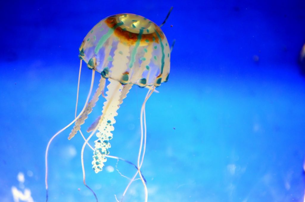 Топ-10 интересных фактов из жизни медуз