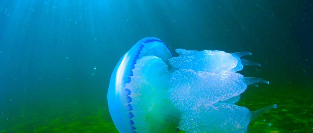 Топ-10 интересных фактов из жизни медуз