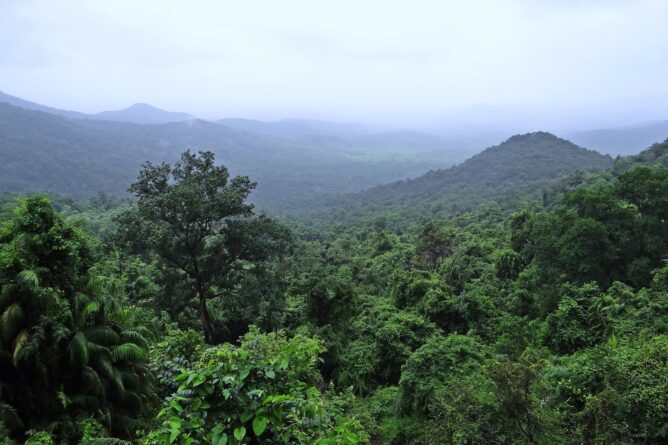 леса Индии